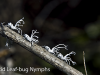 flatid-leaf-bug-nymphs-of-madagascar