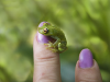 frog-on-finger