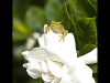 gardenia-friend_tree-frog