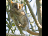 grey-mouse-lemur-madagascar