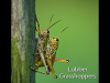lubber-grasshoppers