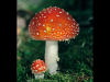 mushroom-alaska