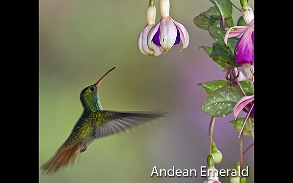andean-emerald-ecuador