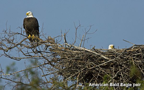 american-bald-eagle-pair