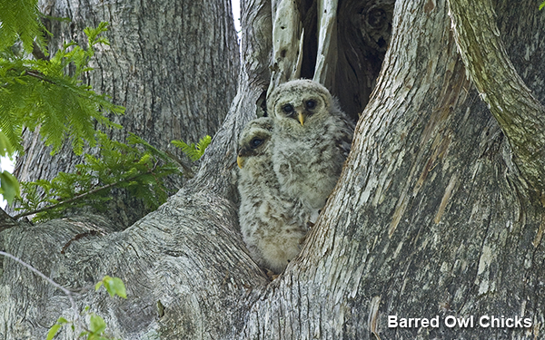 barred-owl-chicks