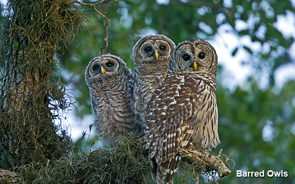 barred-owls