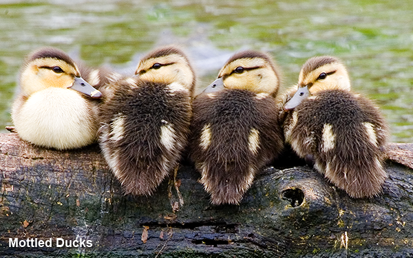mottled-duck-chicks