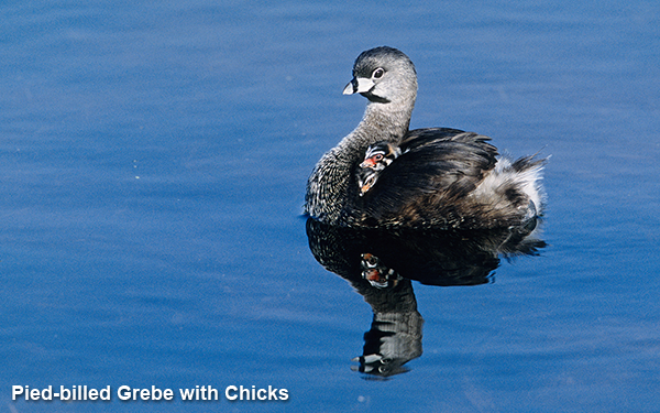 pied-billed-grebe-with-chicks