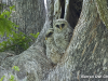 barred-owl-chicks