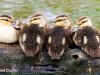mottled-duck-chicks