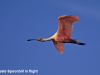 roseate-spoonbill-in-flight