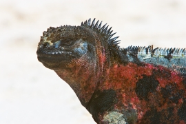 marine-iguana_galapagos