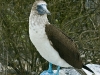 blue-footed-booby_galapagos
