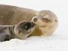 fur-seal-and-pup_galapagos