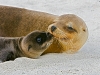 Fur Seals of the Galapagos