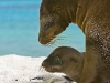 galapagos-fur-seals_b