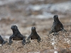 marine-iguanas_galapagos