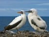 masked-booby-with-chick
