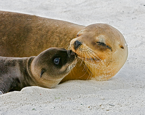 Fur Seals of the Galapagos