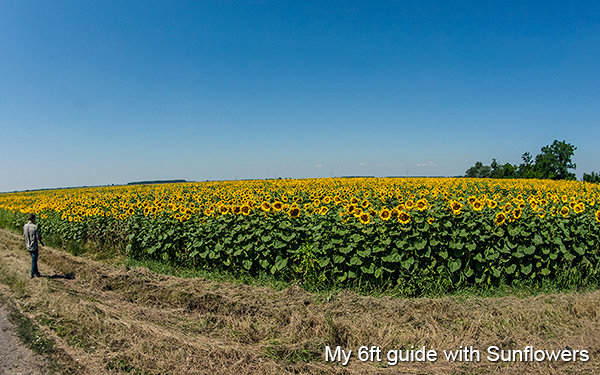 my-six-foot-driver-guide-sunflowers