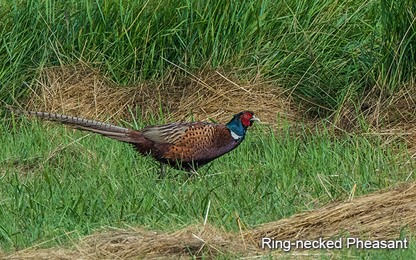 ring-necked-pheasant
