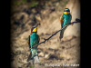 european-bee-eater