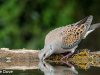 turtle-dove-of-hungary