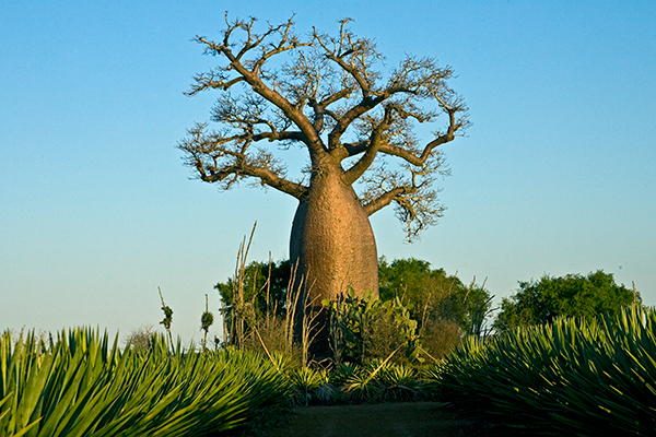 baobob-tree