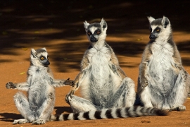 ring-tail-lemur-family