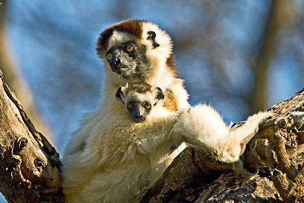 dancing-sifaka-lemurs