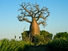baobob-tree