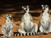ring-tail-lemur-family_0