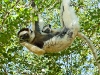 sifaka-lemurs_madagascar
