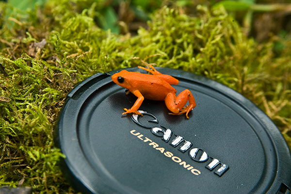 golden-mantella-frog_0