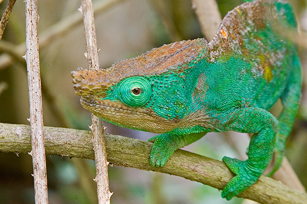 parsons-chameleon_madagascar_0