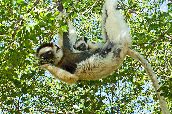 sifaka-lemurs_madagascar_0