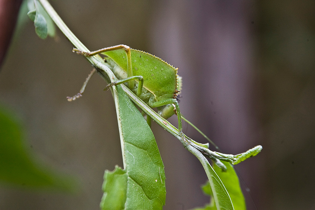 green-leaf-bug-3