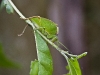 green-leaf-bug-3