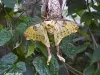 Comet Moth