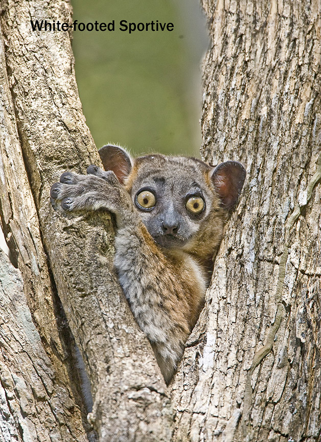 White-Footed Sportive Lemur