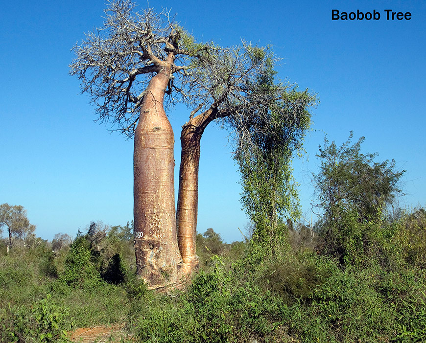 Boabab Tree