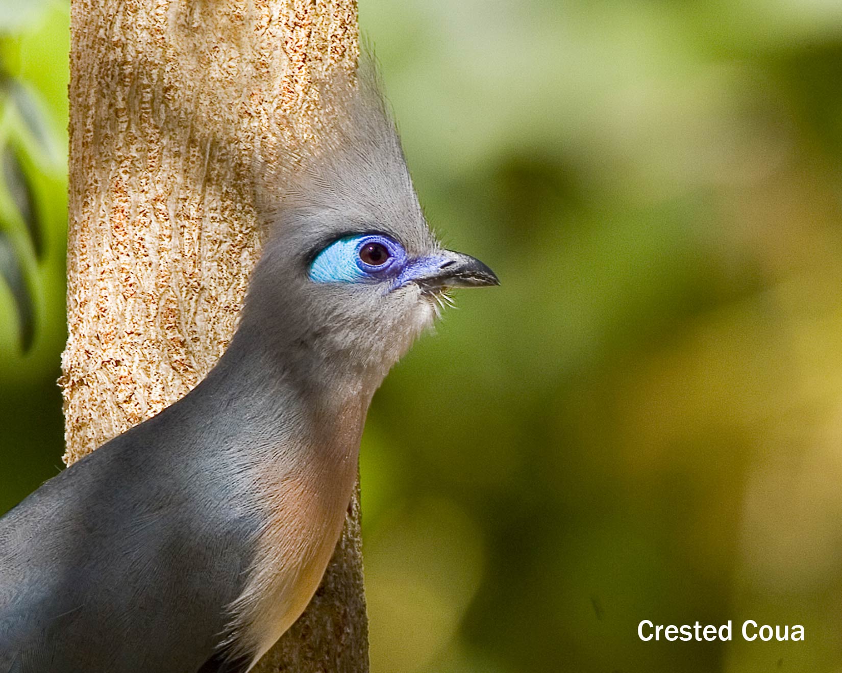 Crested Coua