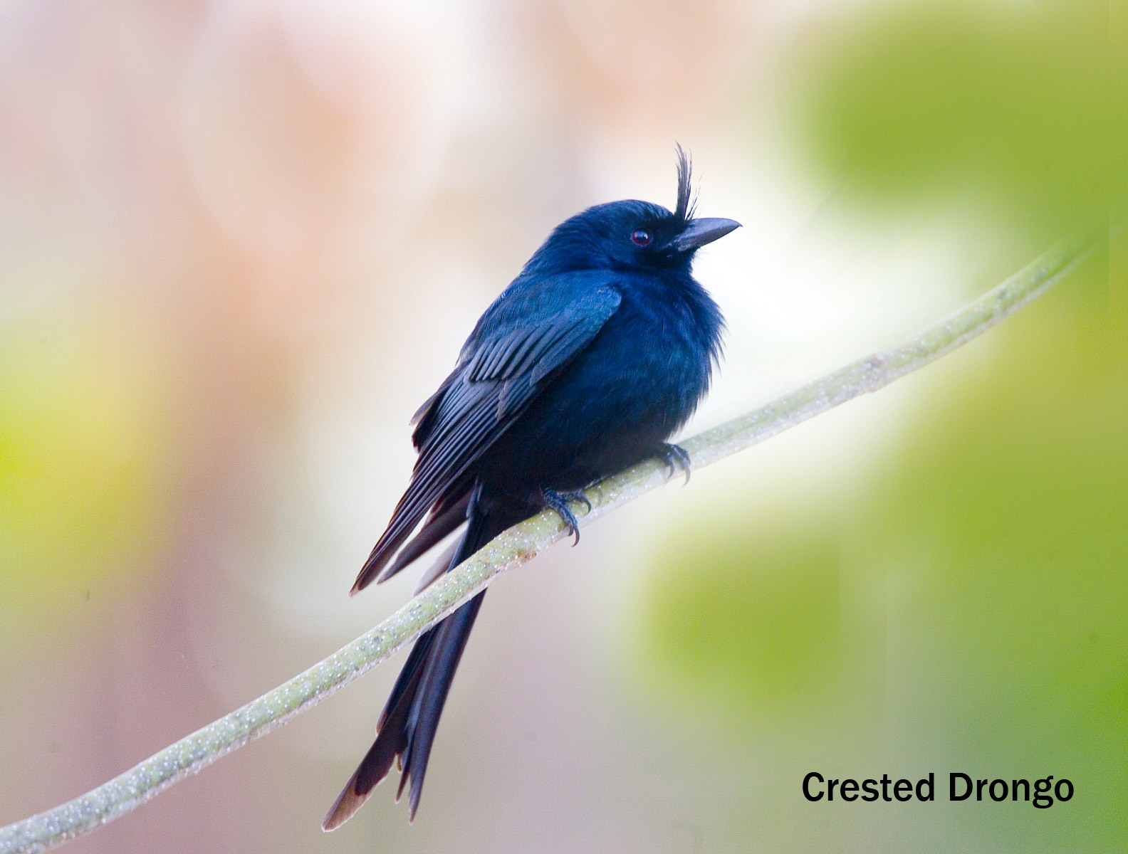 Crested Drongo