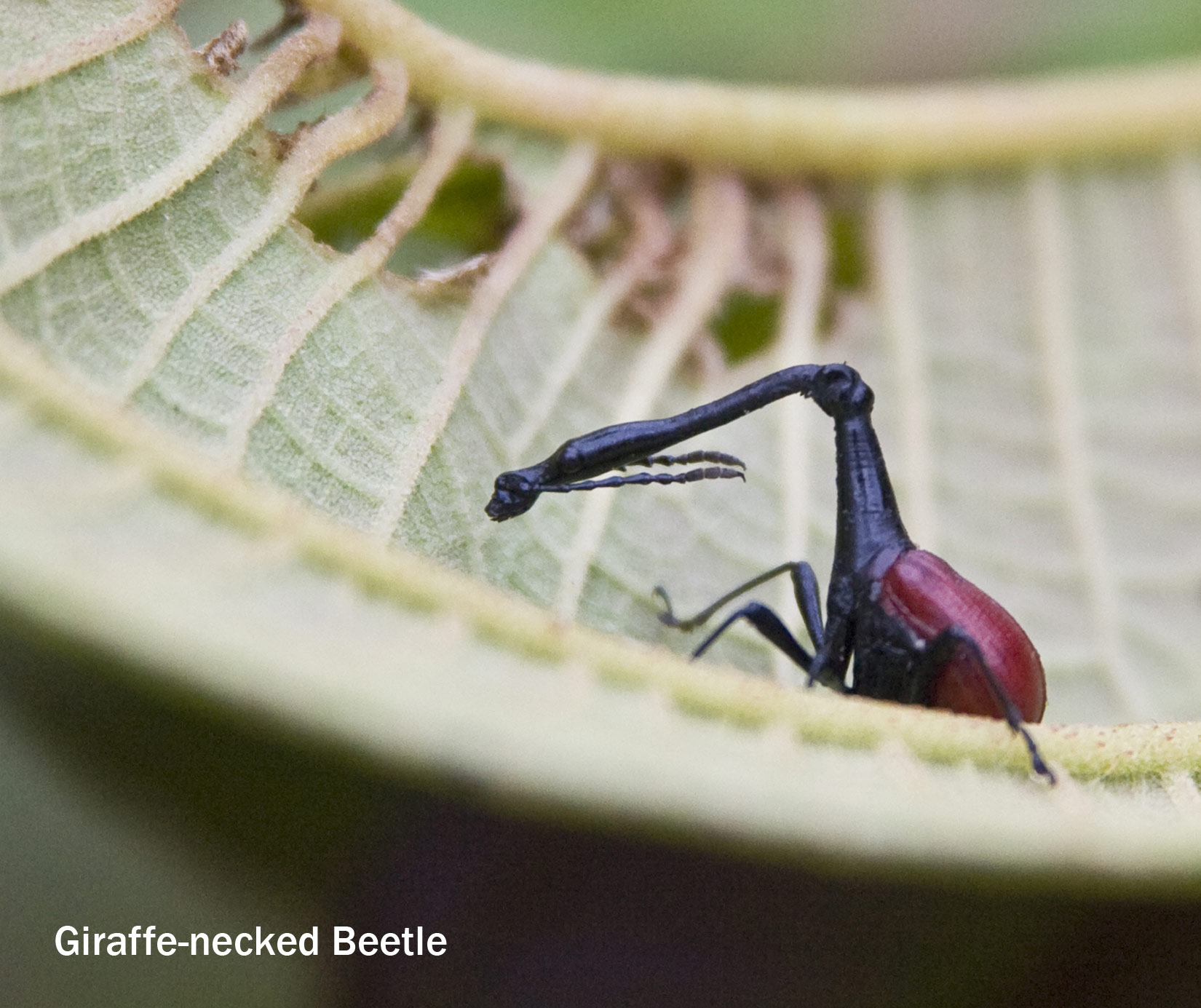 Giraffe Weevil