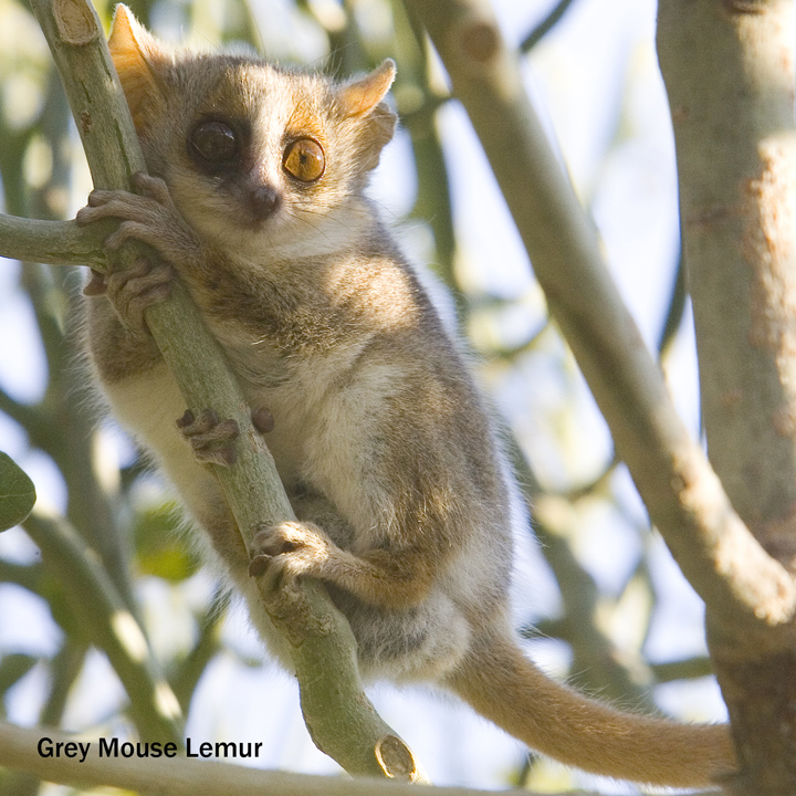 Gray Mouse Lemur