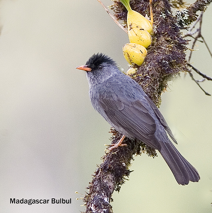 Madagascar Bulbul