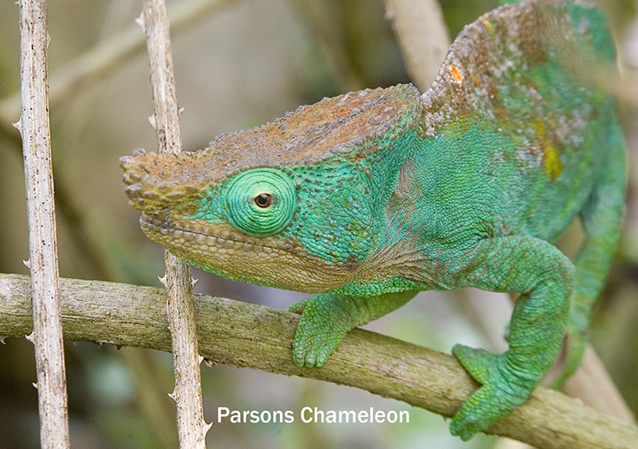 Parson\'s Chameleon