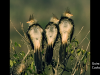 guira-cuckoos