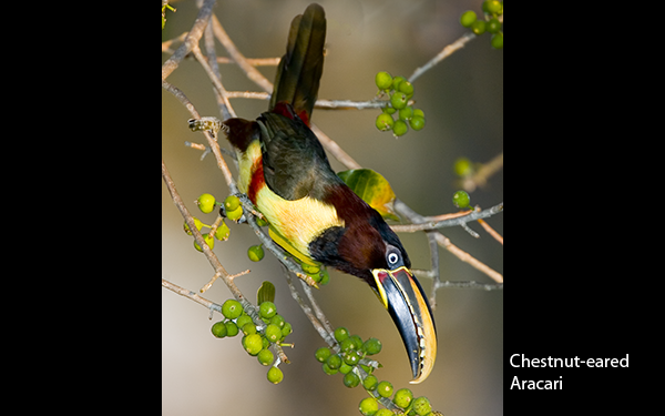 chestnut-eared-aracari