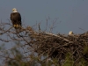american-bald-eagle-pair